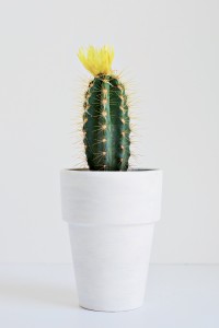 cactus-1