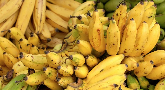 La banane muse du paradis végétal