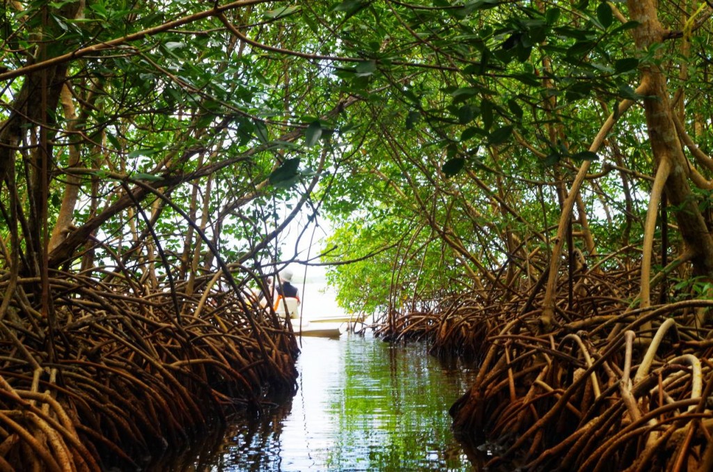 Mangrove Antilles