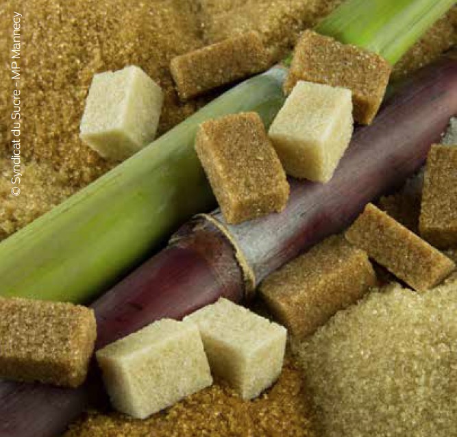 La canne à sucre performante par nature - EWAG Média positif
