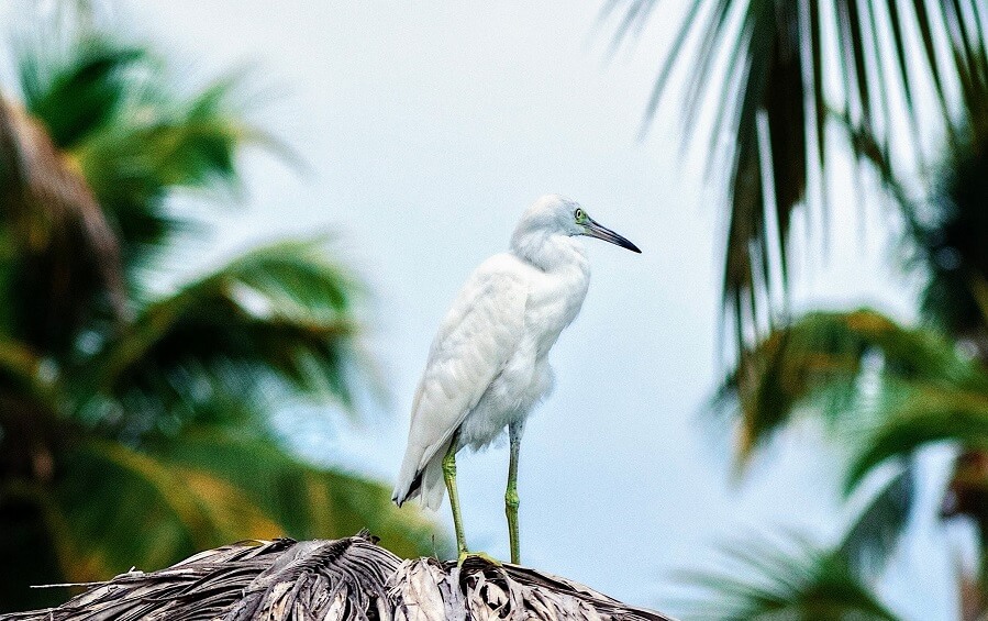 appel-a-projet-martinique-ecologie