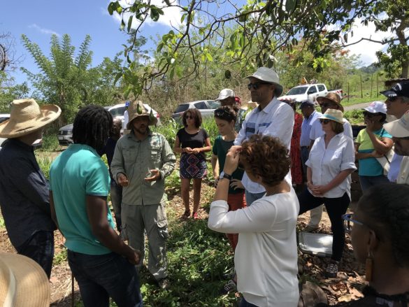 Visite du jardin des Cols Verts en Martinique par les adhérents de Contact Entreprises