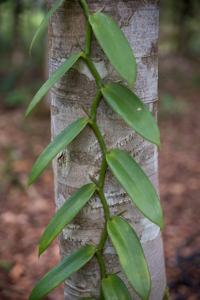 Culture de la vanille en agroforesterie - Cédric Coutellier - Guadeloupe