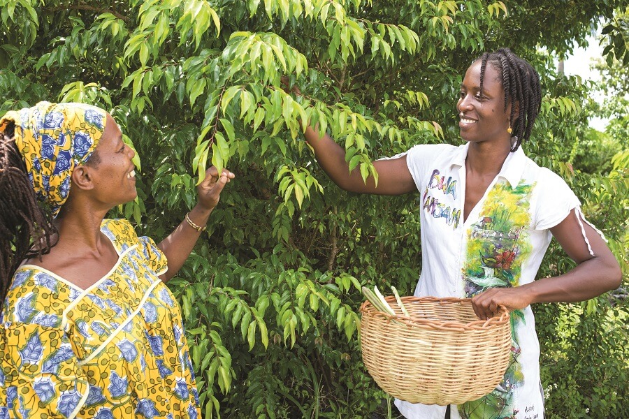 Jardin créole de l'association Bwa Lansan en Guadeloupe