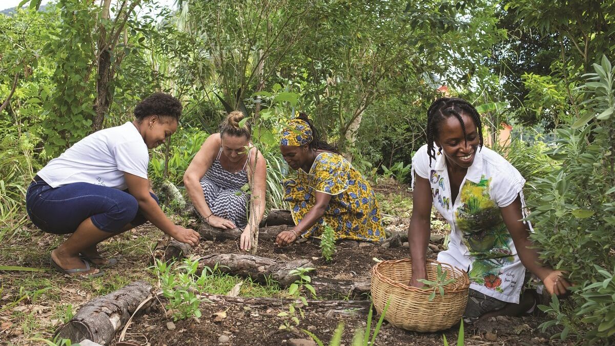 Bwa Lansan, des ateliers et projets pour les jeunes autour du jardin créole