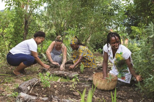 Récolte dans le jardin de l'association Bwa Lansan