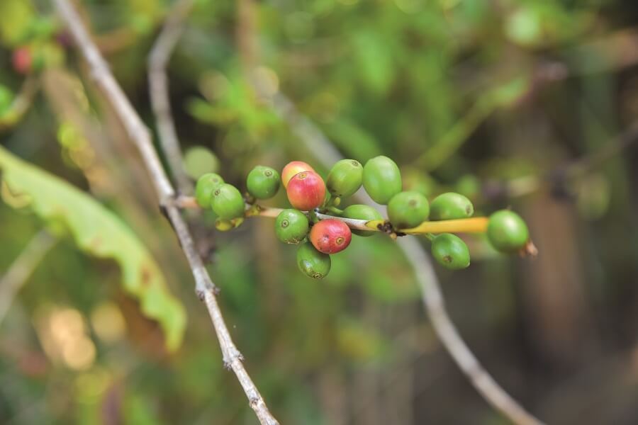 Plant de caféier - Café Chaulet - Guadeloupe