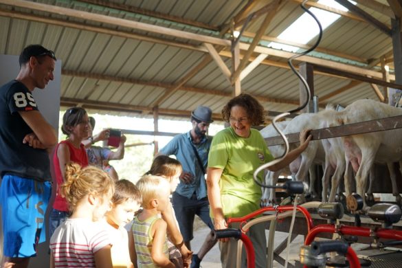 Visite d'élevage bovin - Intervig - Guyane