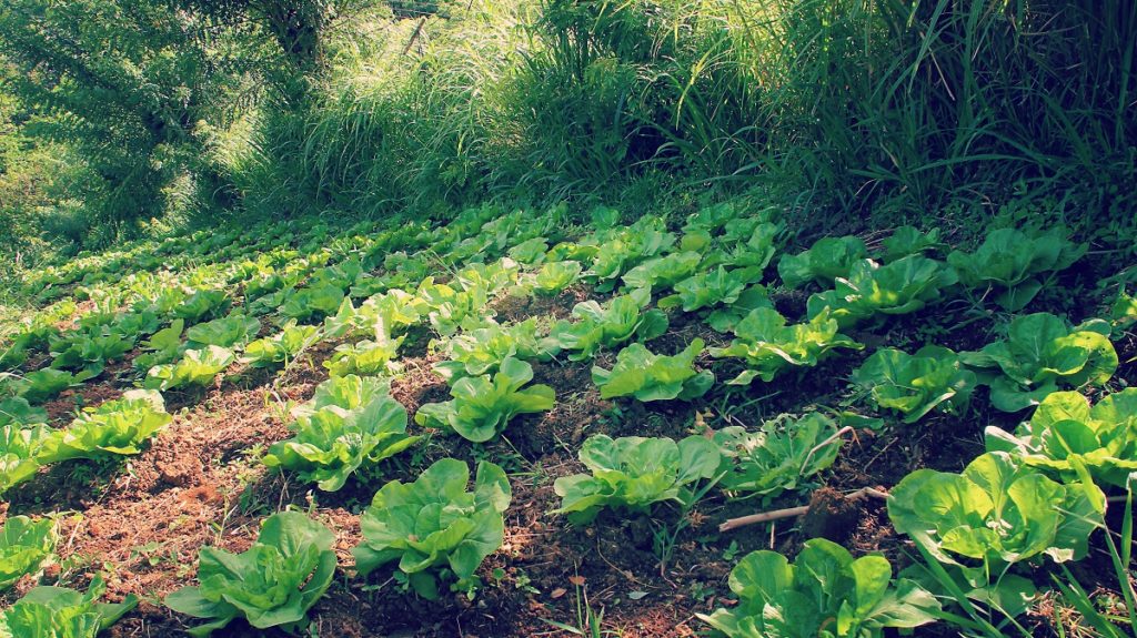 Laitues bio produites par l'agriculteur Léon Tisgra à Fonds Saint Denis