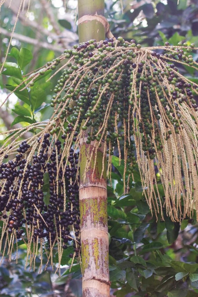 Graines de wassai - Guyane