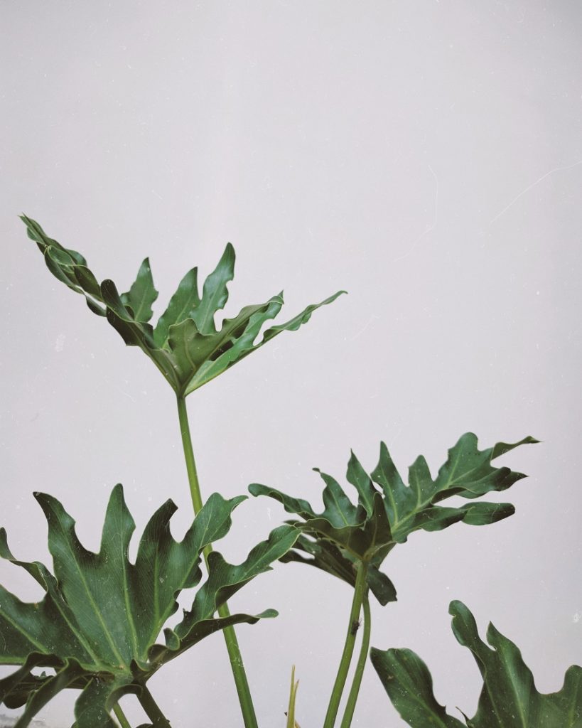 Plante intérieur