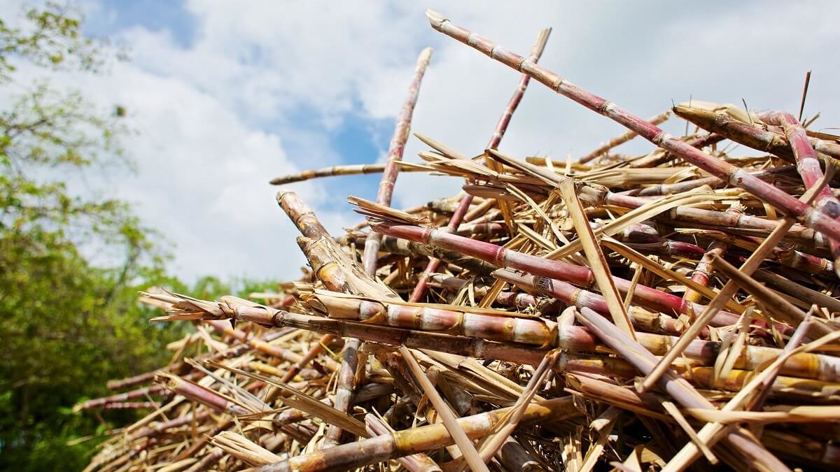 A la découverte du savoir-faire guadeloupéen dans le Sud Basse-Terre