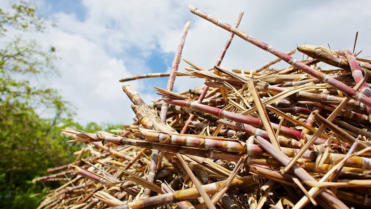 A la découverte du savoir-faire guadeloupéen dans le Sud Basse-Terre