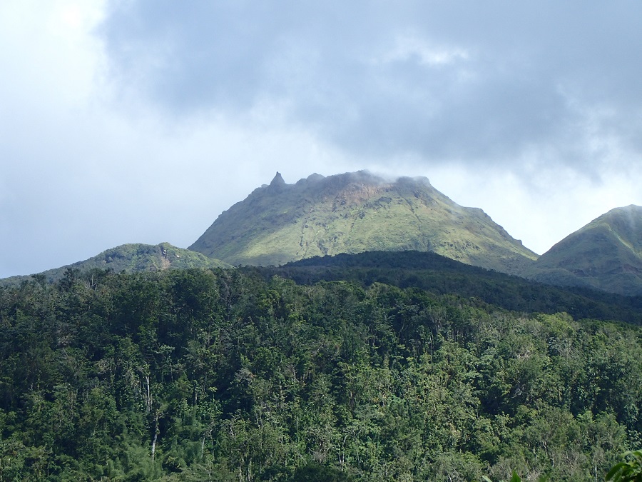 Forêt Sud Basse Terre - Guadeloupe