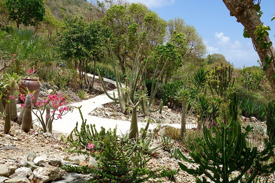 Jardin du Désert - La Désirade - Guadeloupe