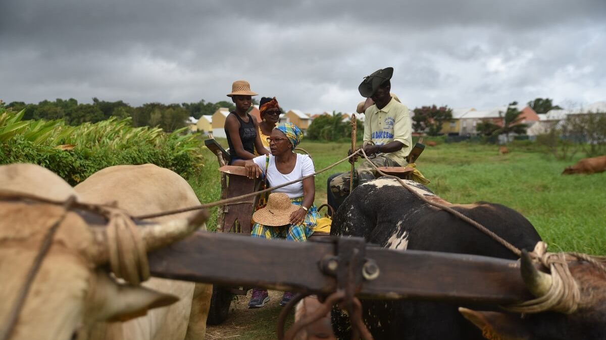 Pitt à coqs, charrettes à boeuf : trésor patrimonial de la Guadeloupe