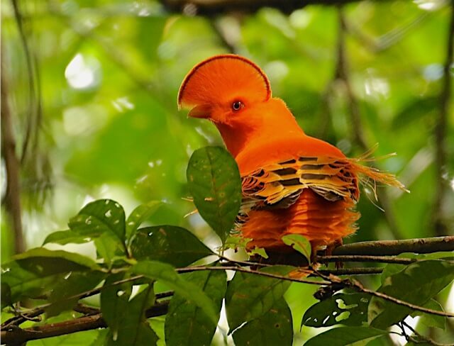 Oiseau Coq de Roche - Marais de Kaw