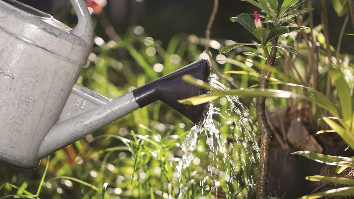 Les Jardins du Bonheur, pour apprendre à cultiver et créer du lien