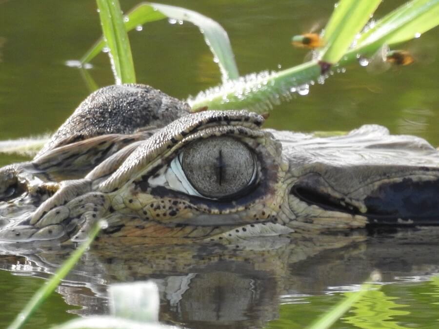 Caiman - Marais de Kaw