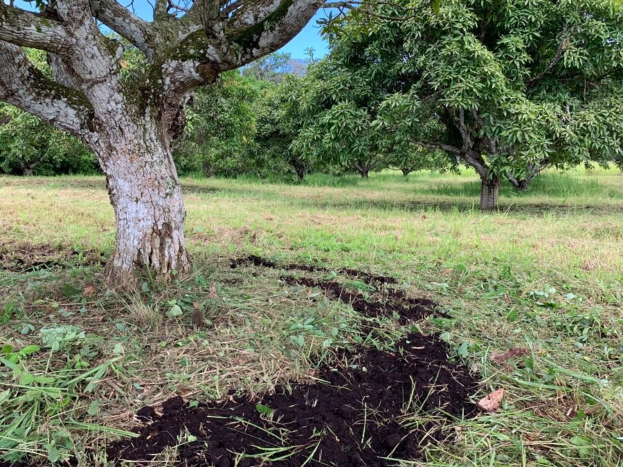 Marc de café Nespresso valorisé dans l'agriculture - Guadeloupe