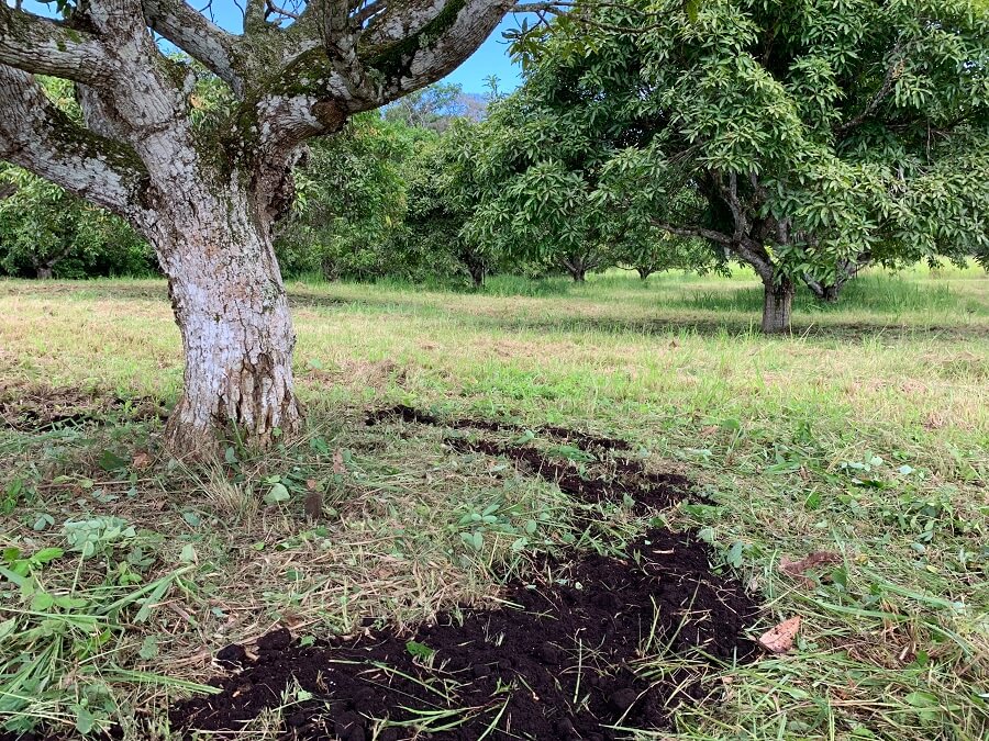 Marc de café Nespresso valorisé dans l'agriculture - Guadeloupe