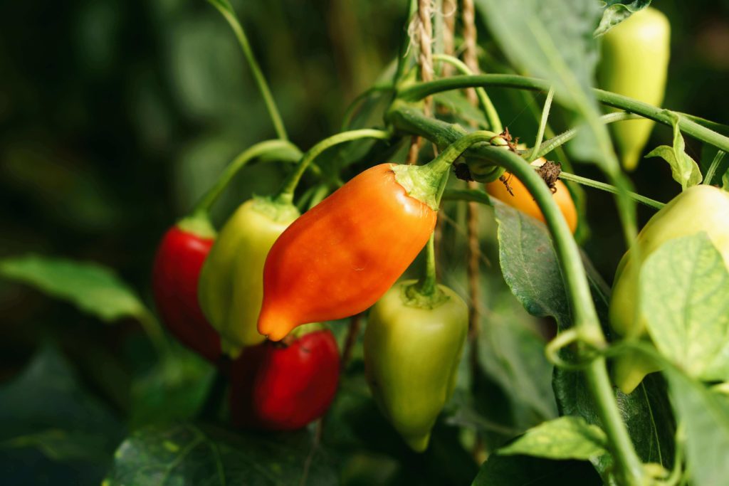 Piments végétariens