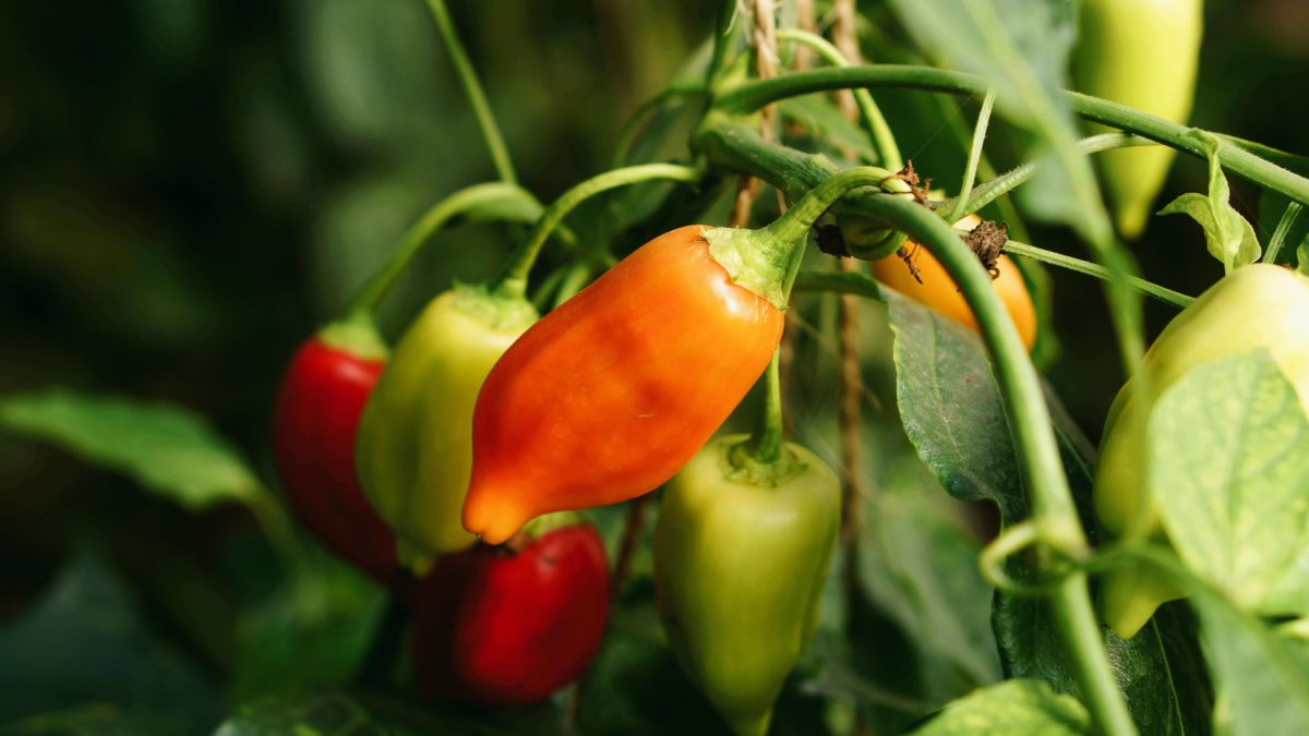 5 initiatives autour du jardin créole à découvrir aux Antilles-Guyane