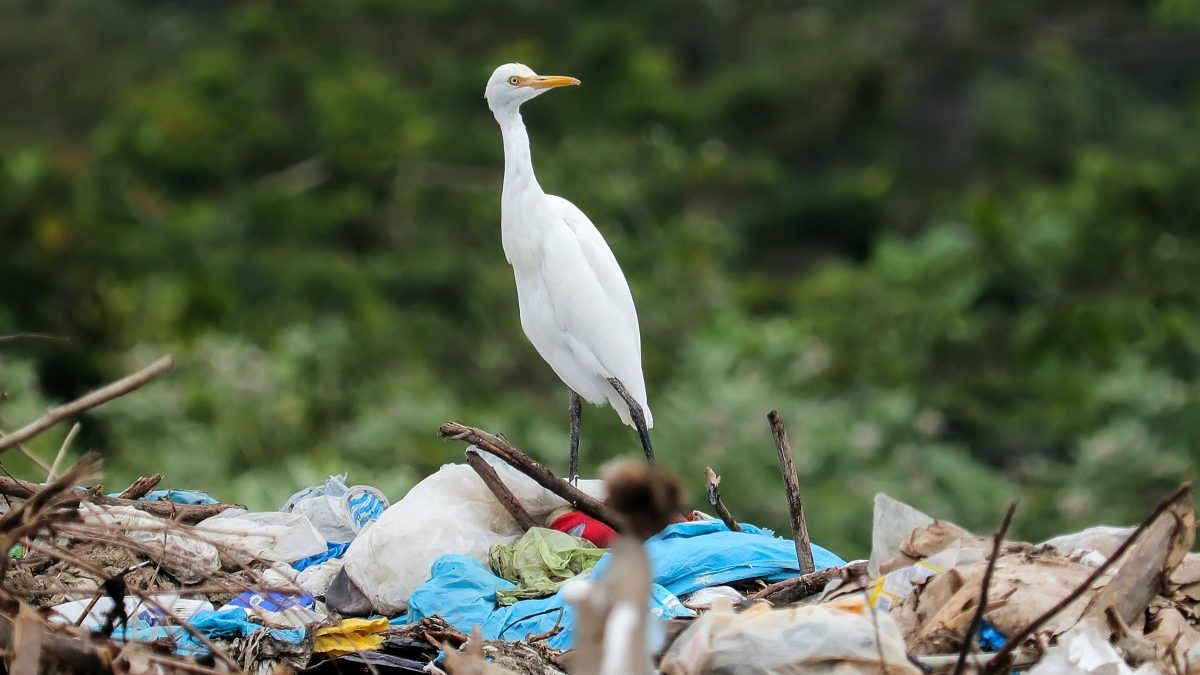 Le PRPGD de la Région Guadeloupe, pour réussir le pari du 0 déchet