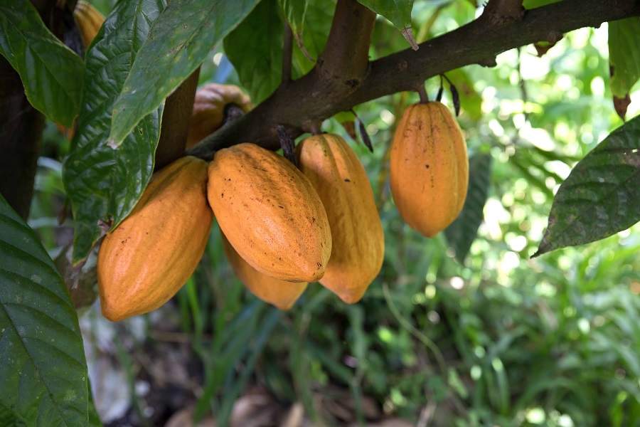Cacao - Domaine de la Chabet - Martinique