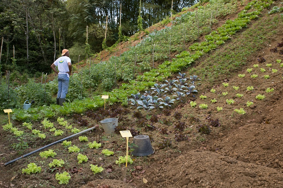 Champ maraîcher - Domaine de la Chabet - Martinique