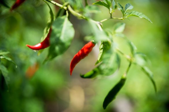 Piments de l'agriculture martiniquaise