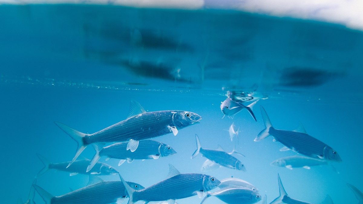 Les métiers de la mer, une opportunité pour les jeunes Martiniquais