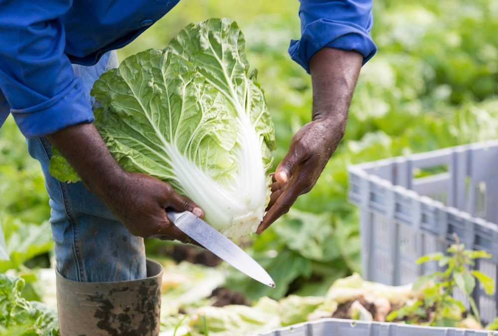 Renforcer la production locale par la mise en réseau, l’exemple d’Iguaflhor