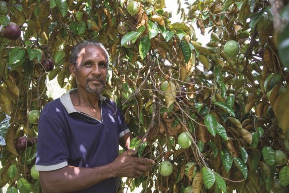 Jean-Hugues Glombard - Agriculture raisonnée - Martinique