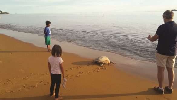 Tortue marine - Guyane