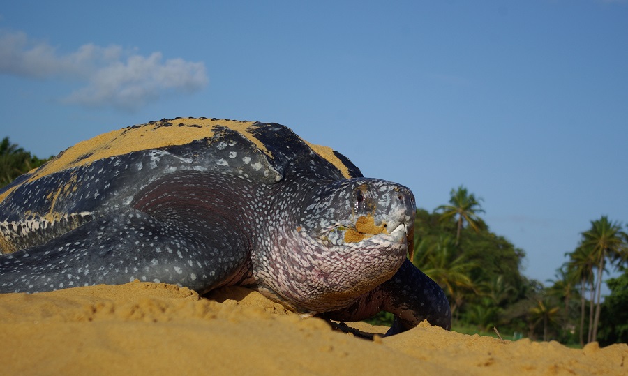 Tortue en Guyane, surveillée par l'association Kwata