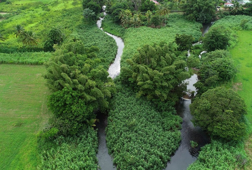 Projet Protéger : le génie végétal au service d’une nature préservée