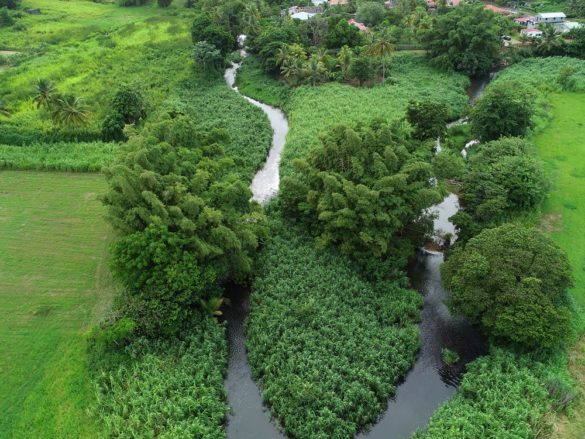 Berges protégées par le génie végétal