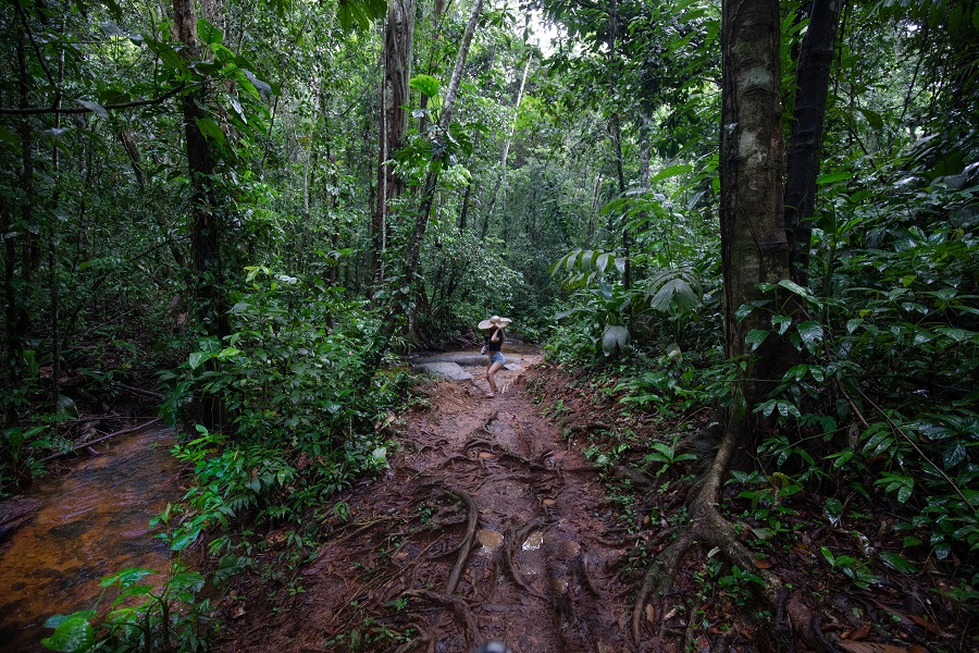 Sentier du Rorota - Guyane