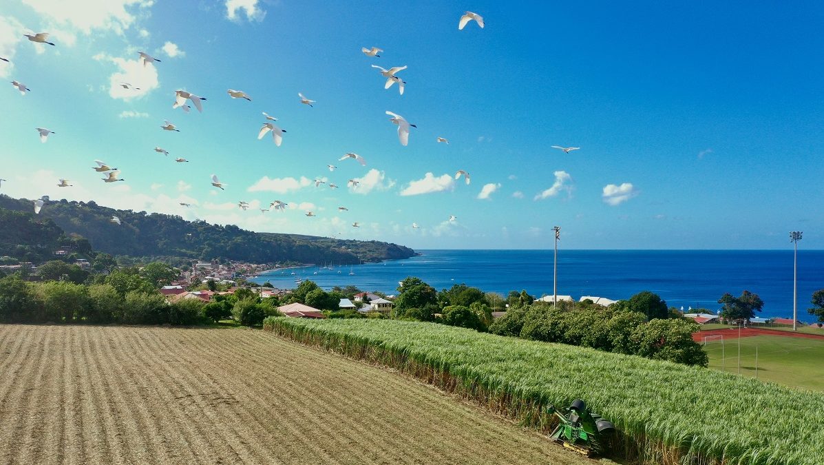 La distillerie Depaz amorce le virage du développement durable