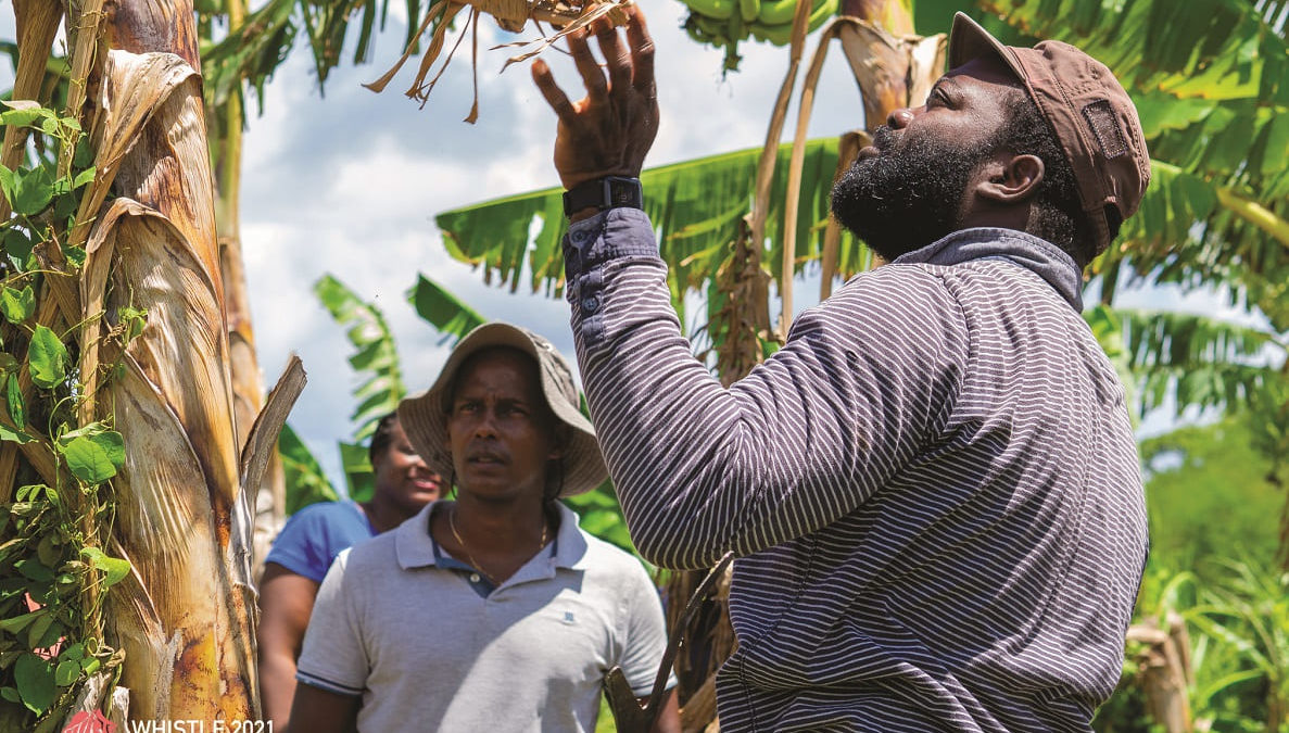 Le RITA Guadeloupe pose les bases de l’agriculture de demain