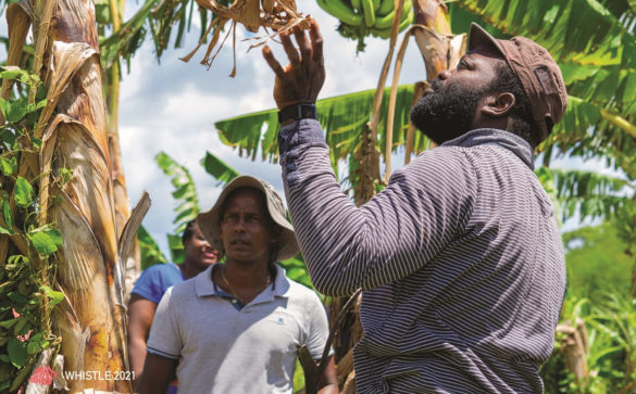 Atelier du CIRAD avec le RITA - Guadeloupe