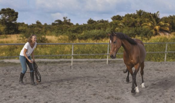 Equicoaching - Hippotess - Martinique