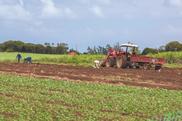 Champ en Guadeloupe