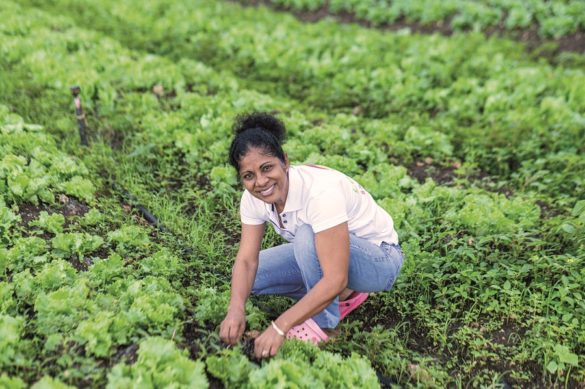 Maryse Joharam, productrice en Guadeloupe