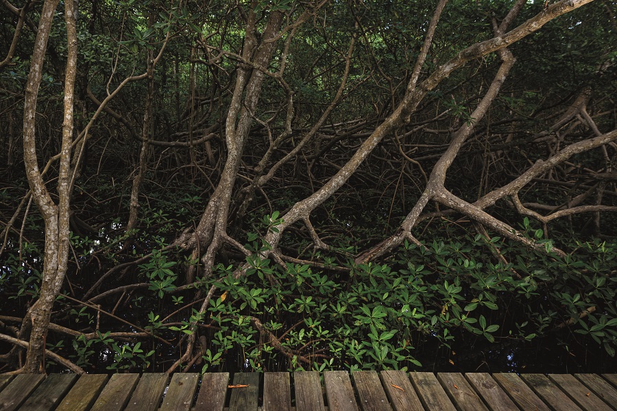 Mangrove de Morne Cabri en Martinique