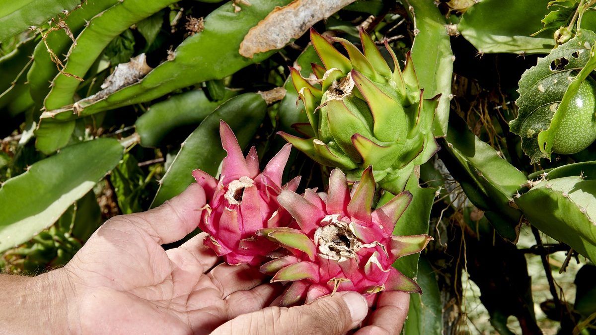 Comment parvenir à la souveraineté alimentaire d’ici 2030 en Guadeloupe ?