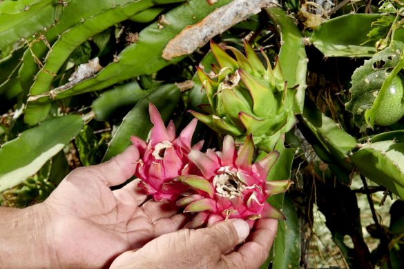 Pitaya Guadeloupe