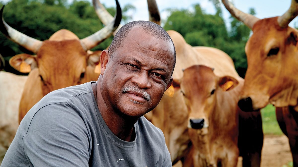 La production de viande bovine, l’or rouge de la Guadeloupe ?
