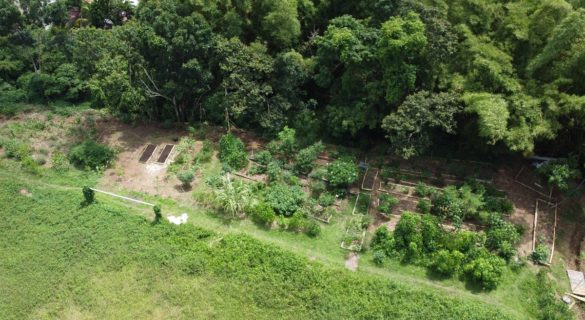 Plantothèque médicinale - association CCPYPM - Martinique